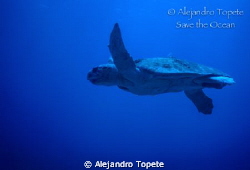 Tortuga  Cahuama, San Pedro Belize 
Nikonos V, 15 mm by Alejandro Topete 